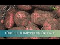 Como es el Cultivo y Produccion Papa - TvAgro por Juan Gonzalo Angel Restrepo