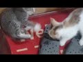 #shorts #kittens #catlover