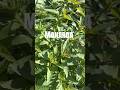 Monarda #hmmherbs #monarda #beebalm #herbs
