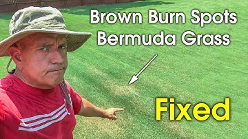 Brown Spots and Patches in Bermudagrass