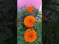 #dashain_special
