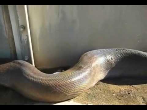 Worlds Biggest & Longest Dead Snake - Must SEE!