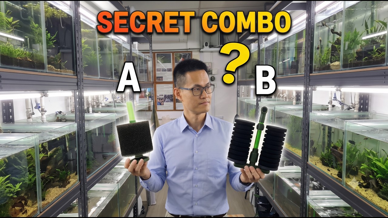 Coarse vs Fine Sponge Filters: The Shocking Truth for Shrimp Breeding!