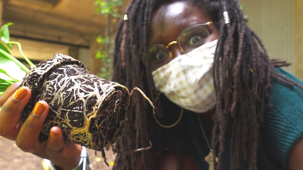 Why I'm obsessed with Semi-hydroponics & LECA // #Plantwithme