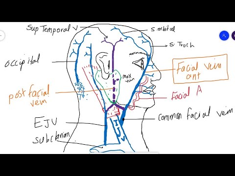 veins face and scalp - YouTube