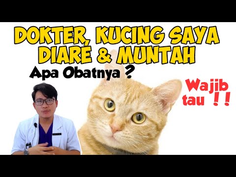 Video: 3 Cara Merawat Muntah Disertai oleh Cirit-birit pada Kucing