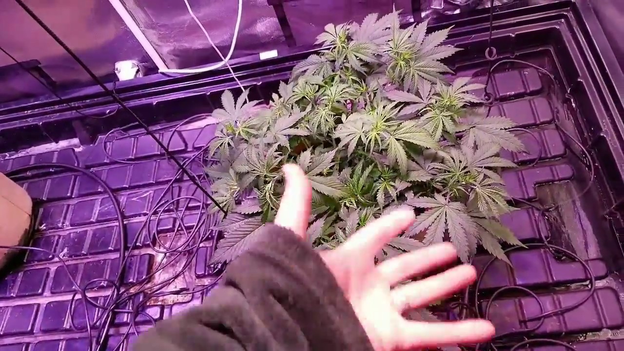 1 Day 30 Autoflower Sensi Skunk Perfect Sun LED COB