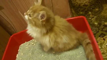 Как приучить рыжего котенка к лотку? Из личного опыта!