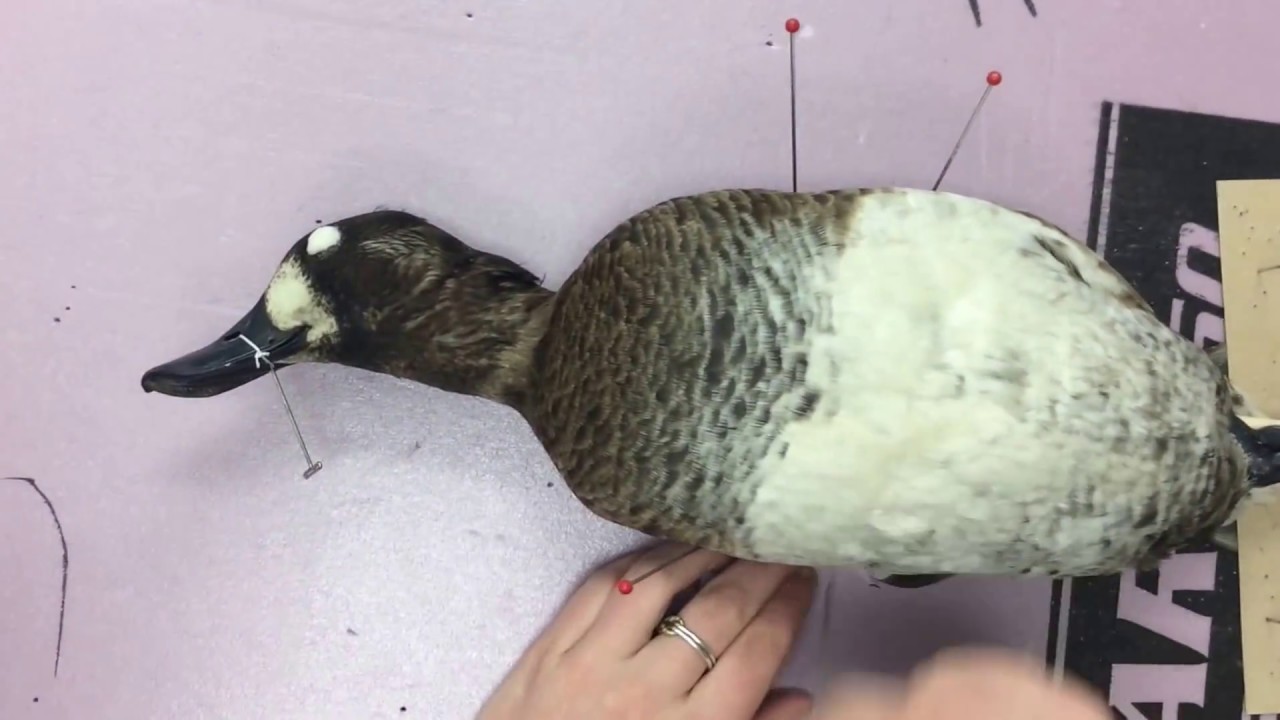 Museum Science Washing a Duck Specimen YouTube