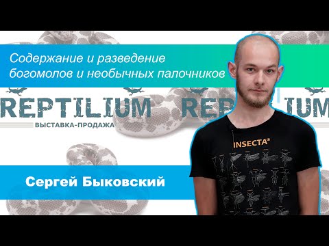 Содержание и разведение богомолов и необычных палочников