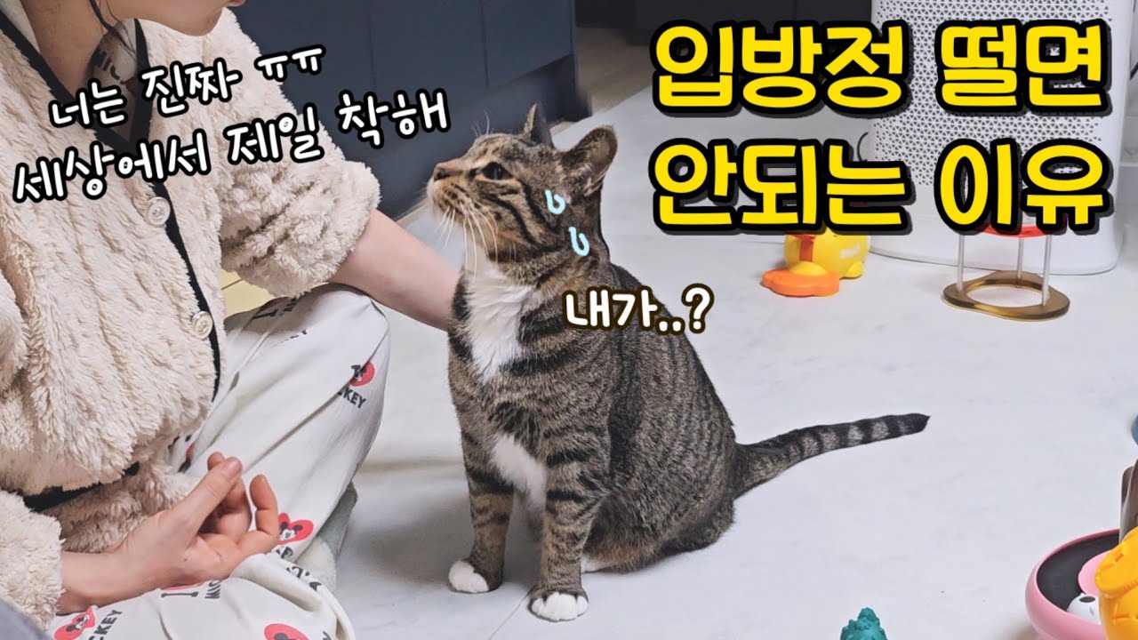 착하다 착하다 했더니..이렇게 사고를 친다고? : 집사들 멘붕오게 한 고양이의 충격적인 행동(도와주세요)