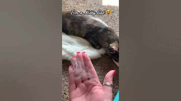 Video 2973631: kitten maine coon meow, maine coon cat talking, talking maine coon sounds, cute maine coon kitten, kitty cat