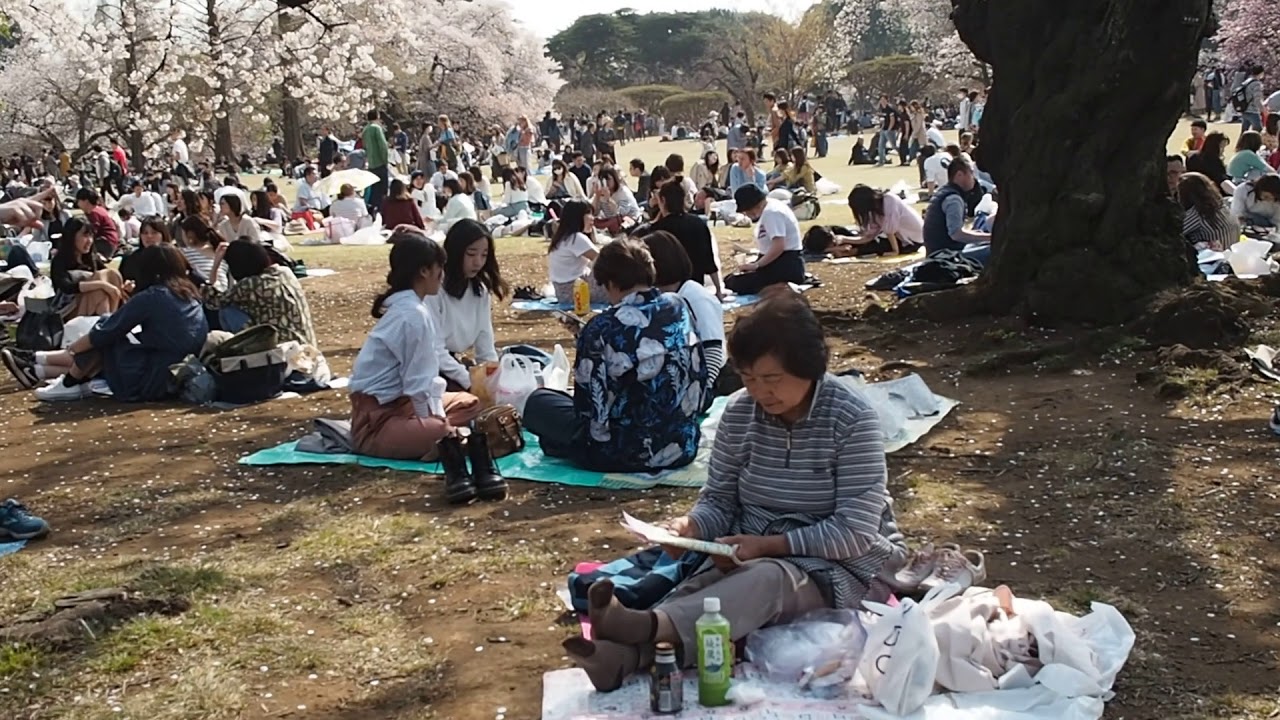 Hanami 2019 Hanami 2019
