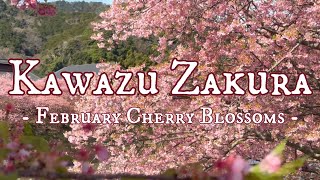 Kawazu Zakura! February Sakura Cherry Blossom Blooming in Japan