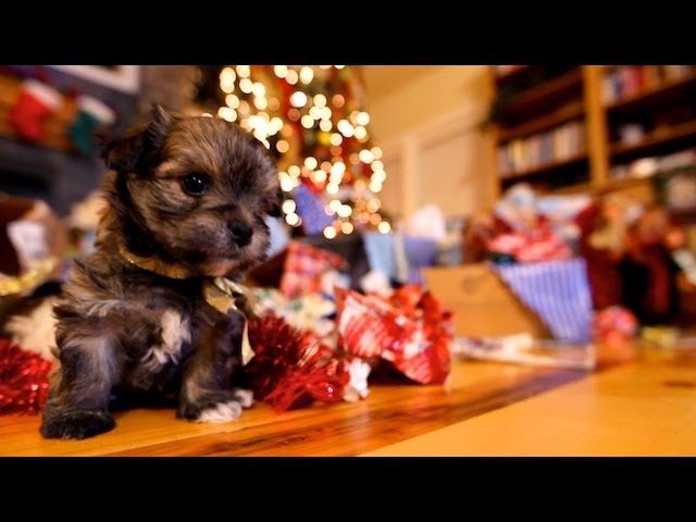 christmas cute puppies