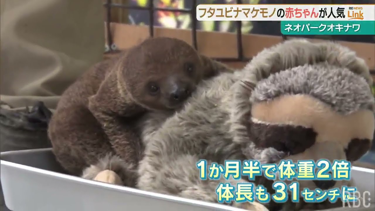 Baby two-toed sloth, a popular attraction at Neo Park Okinawa, in