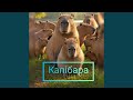 Капібара