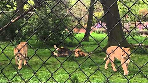 Chester zoo Lyons funny