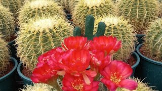Identificación de plantas de coleccion de Cactus Primavera
