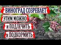 🍇 Чем можно  ЛЕЧИТЬ ВИНОГРАД при СОЗРЕВАНИИ ягод. Два в одном. Лечение и подкормка. Монофосфат калия