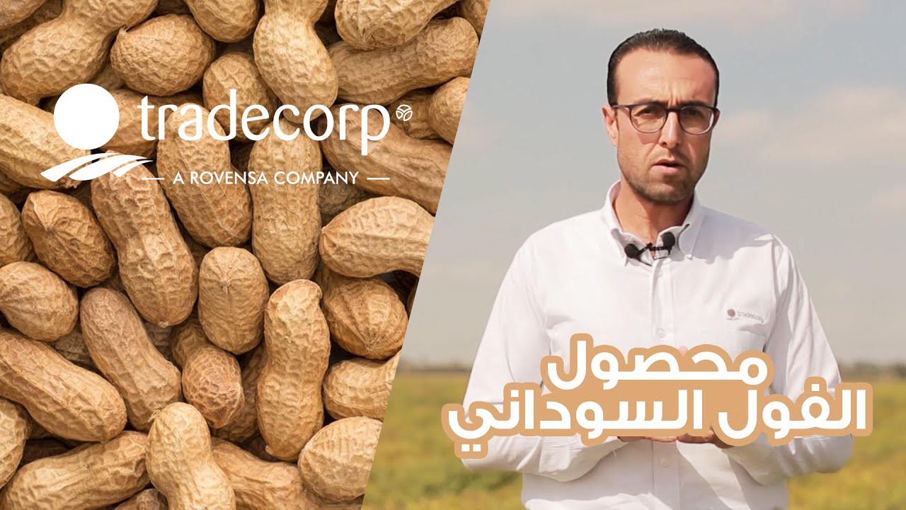 مراحل إنتاج محصول الفول السوداني - المرحلة الأولى - نبذة تعريفية عن انتاج الفول السودانى