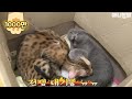 Why is the Savannah cat pissed?