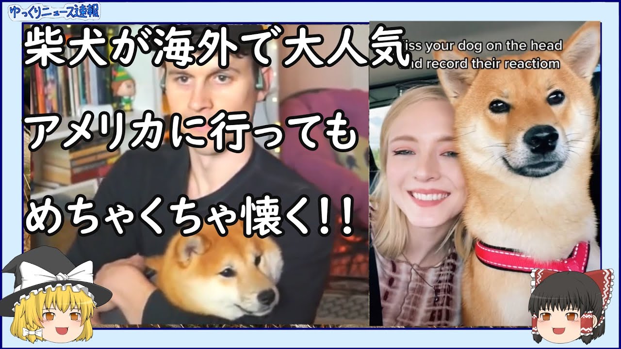 海外の反応 柴犬が海外で大人気 アメリカでもめちゃくちゃ懐く ゆっくりニュース速報 Youtube