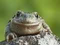 Faune et Flore : La grenouille et le crapaud - Documentaire animalier