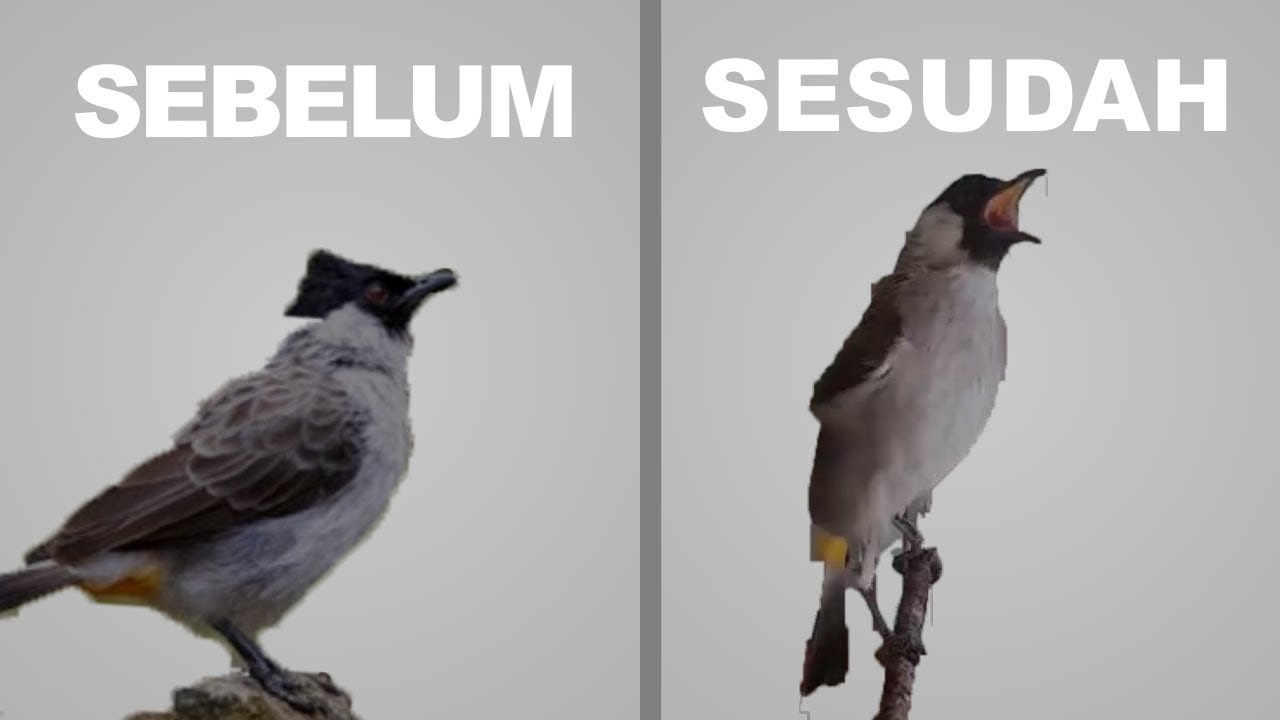 Burung Kutilang Gacor Cukup 1 Minggu ini dia Takaran Extra Foodingnya