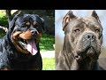 Top 10 mejores razas de  perros guardianes 2da parte