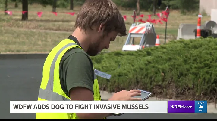 Fish and Wildlife to bring in 'mussel dog' for boat inspections