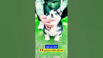 جرو خاف يتعض من ابوه Alaska Husky Dog 