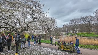 London Spring Walk 🌸 St James’s Park to South Bank incl. Cherry Blossoms [4K] by Watched Walker 13,062 views 1 month ago 1 hour, 13 minutes