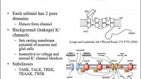 Video 3 4   Diversity of Ion Channels   Part 4