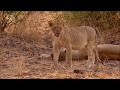 Nat Geo Wild: Африканские охотники 2 сезон 2 серия - Братья по оружию
