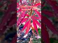 Acer Palmatum Crimson Princess, November 2025. #japanesemaple #crimson #princess #trees