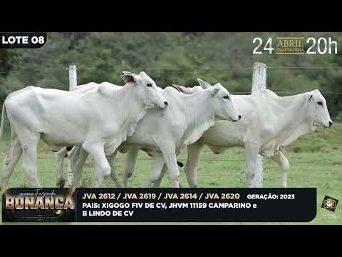 LOTE 08   JVA 2612,2614,2619,2620