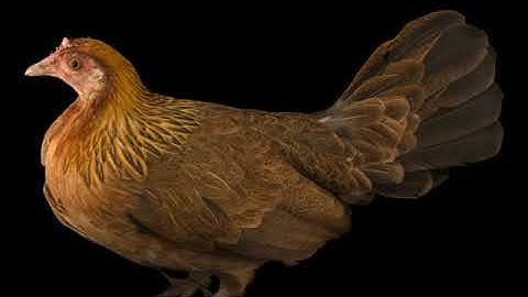 tiếng gà mái rừng , suab poj qaib seev thiab tsauj laus zoo heev 💯👍👍