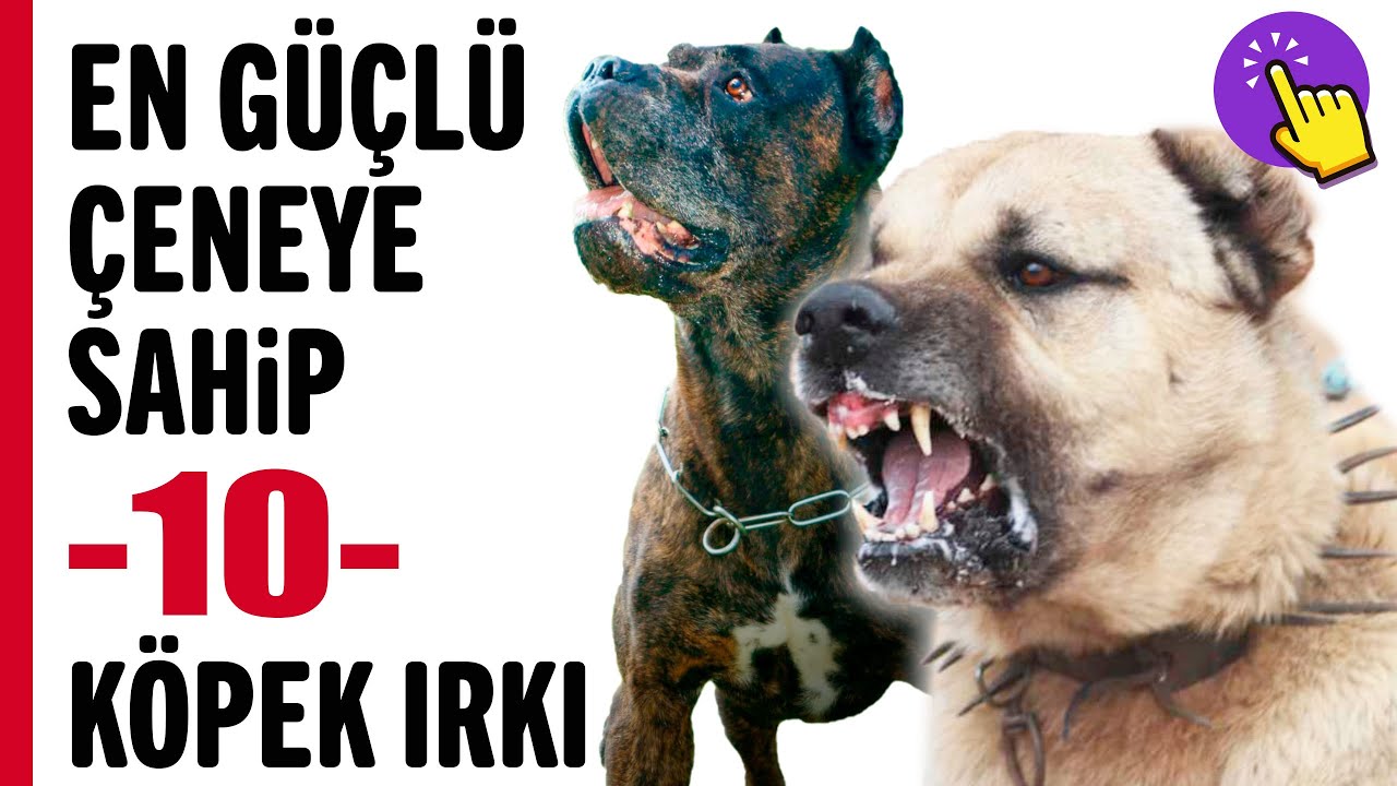 safkan köpek cinsleri