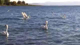 Flock of swans plаying in Lake Ohrid