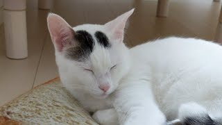 #7 夜の猫4匹ライブ配信