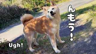 逃げたくせに「んもう!」と不満をもらす柴犬 A Dog’s Cute “Ugh!”
