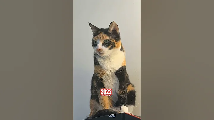 Watch the video about #Comedy #catfunny #Explore #catvideos #You'll laugh #Cats #Stuffing #funnycatvideos #funny #Stuffing