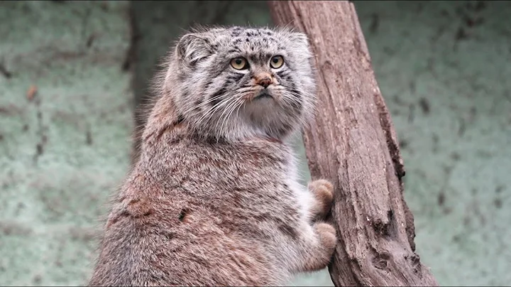 Video 1653901: baby manuls, cat