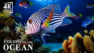 The Best 4K Aquarium - The Colors of the Ocean, The Sound Of Nature