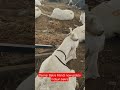 Deonar Bakra Mandi new update indauri bakra#viral #mumbai #govandi