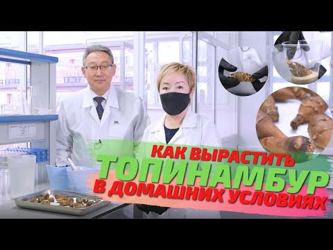 Как вырастить топинамбур в домашних условиях