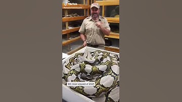 #sloth #snakes #wild #discovery #shorts (1)