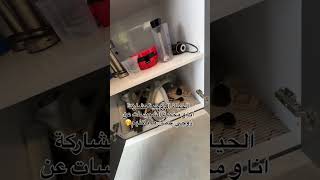 وييين البسكوووتة😒