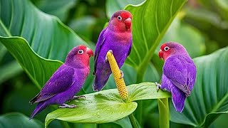 Birds Singing with Soft Piano Music | Calm Morning Sounds for Deep Focus & Productivity screenshot 2
